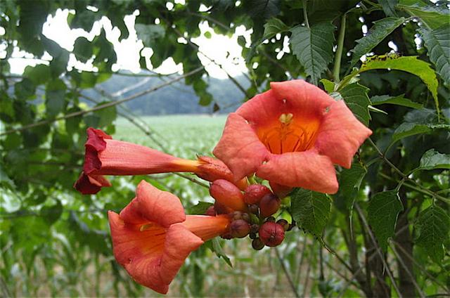 trumpet vine plant. Trumpet vines make fancy corn