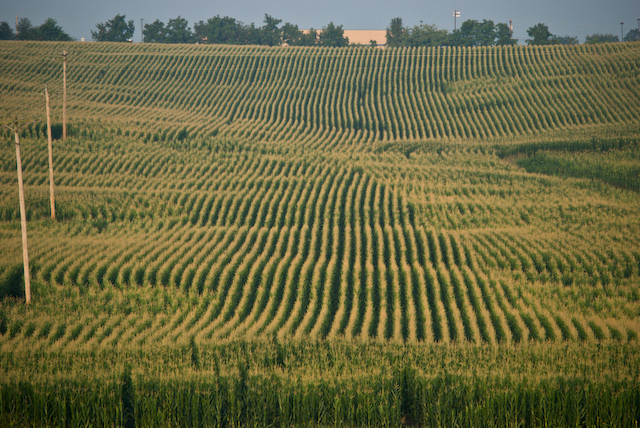 Rows of corn are popping up all over 