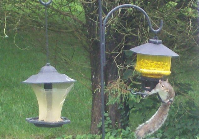 Squirrel Caught At Scene Of Bird Feeder Burglary On