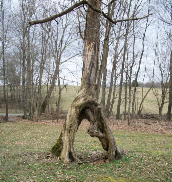 Tree with legs on