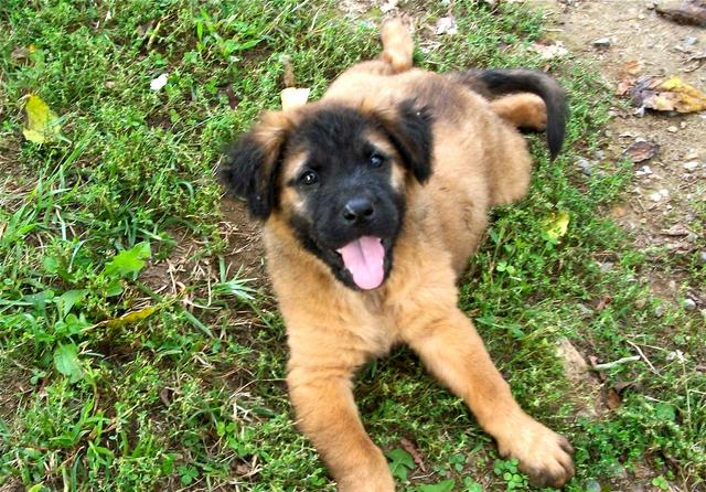 st bernard chow chow mix