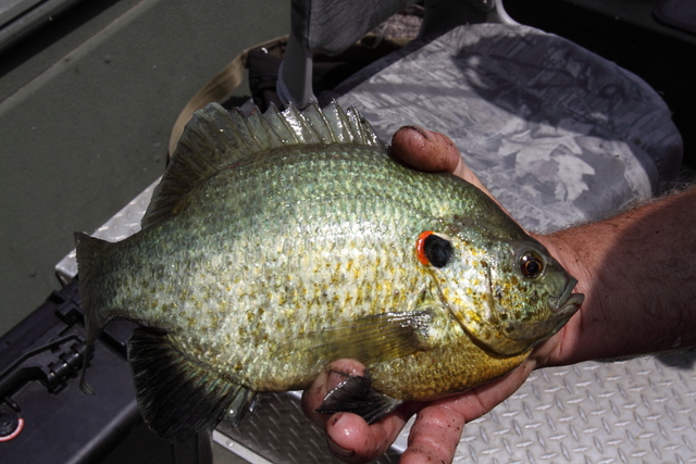 Redear Sunfish: Sometimes they're huge on