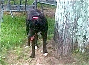 Missing Black Dog Three White Paws One Black Paw Photo 56002