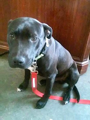 Giant deals black pitbull
