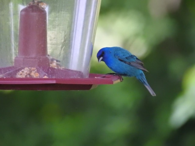 Birds Of Kentucky Indigo Bunting Photo 83677 On Cm Mobile
