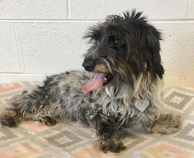 wire haired dachshund for adoption