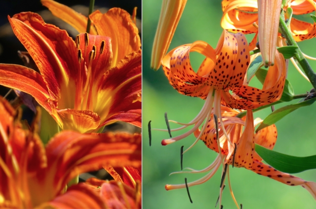 Day Lily vs Tiger Lily on ColumbiaMagazine.com